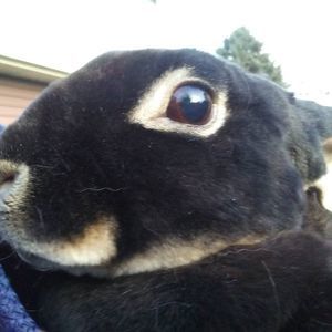 Meet your Posher, Denise